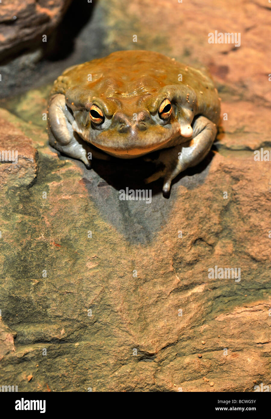 Colorado Toad (Bufo alvarius) Foto Stock