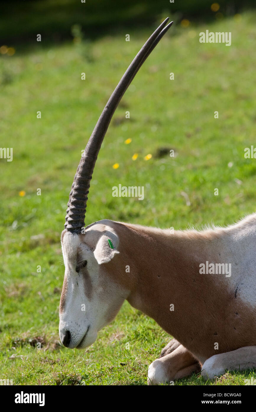 Scimitat cornuto oryx Foto Stock