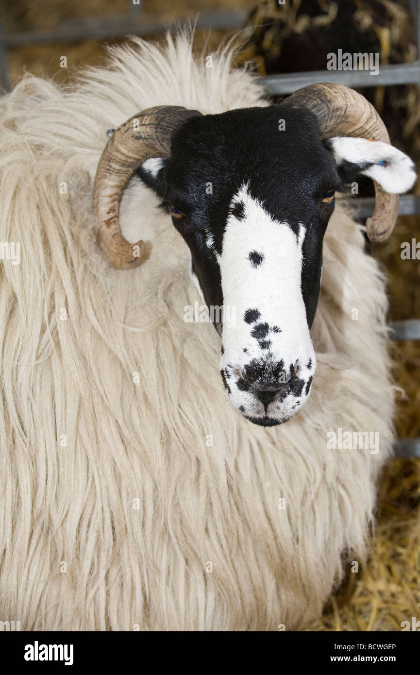 Ovini domestici Rough cadde Yorkshire' in mostra agricola Harrogate North Yorkshire England Regno Unito Europa Foto Stock