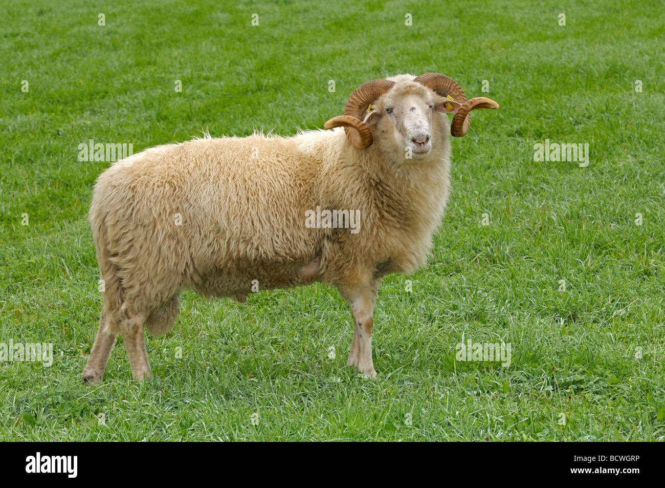 Gli animali domestici delle specie ovina, Waldschaf , Foresta Bavarese pecore (Ovis orientalis aries, Ovis ammon aries). Ram su un prato Foto Stock