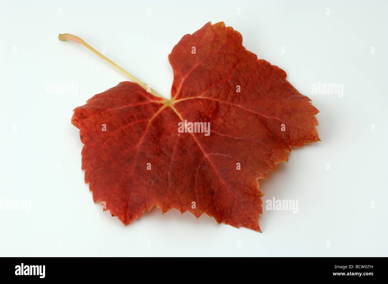 Vite di uva (Vitis vinifera), le foglie in autunno colori, studio immagine Foto Stock
