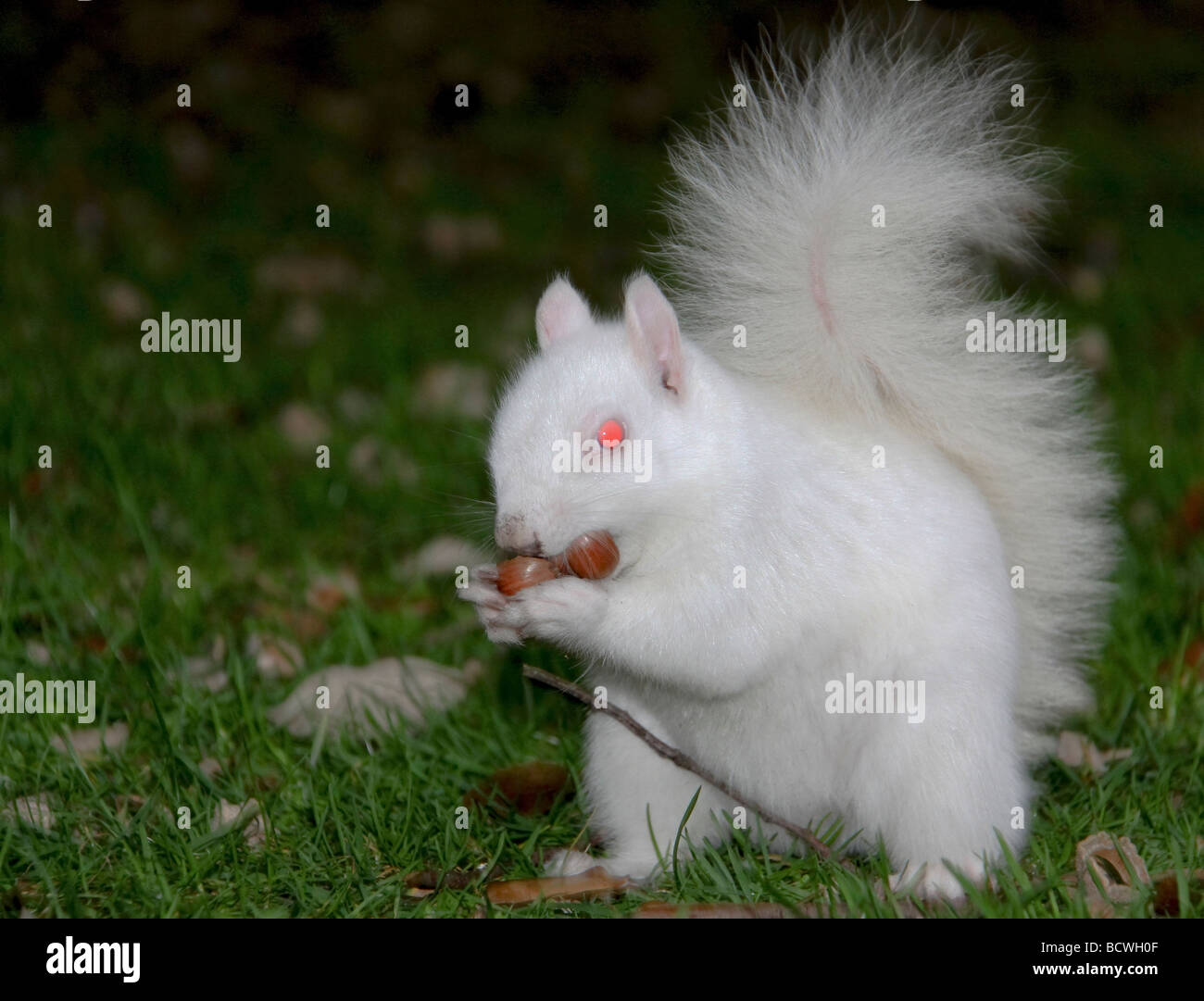 Un albino scoiattolo grigio Sciurus carolinensis mangiare due nocciole Foto Stock