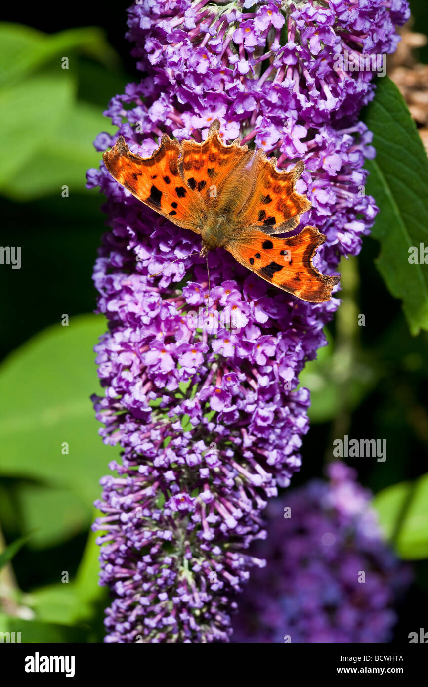 Virgola BUTTERFLY (Polygonia c-album) (Buddleia Buddleia davidii) Foto Stock