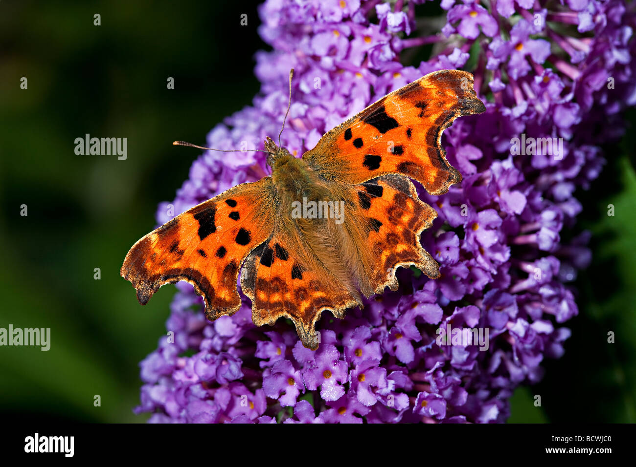 Virgola BUTTERFLY (Polygonia c-album) (BUDDLEIA Buddleia davidii) Foto Stock