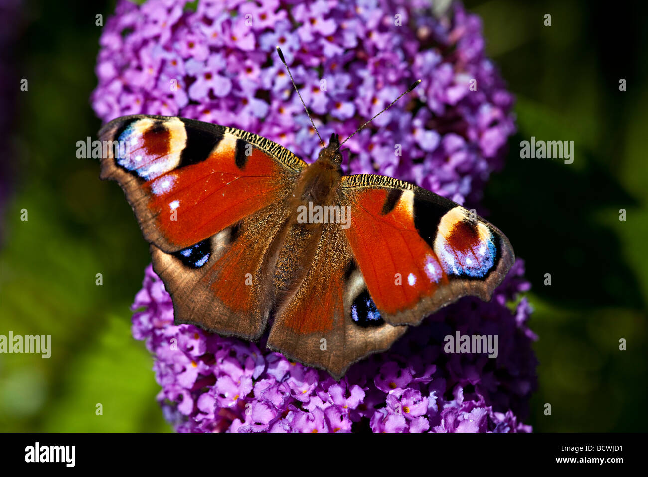 Farfalla pavone (Inachis io) su (BUDDLEIA Buddleia davidii) Foto Stock