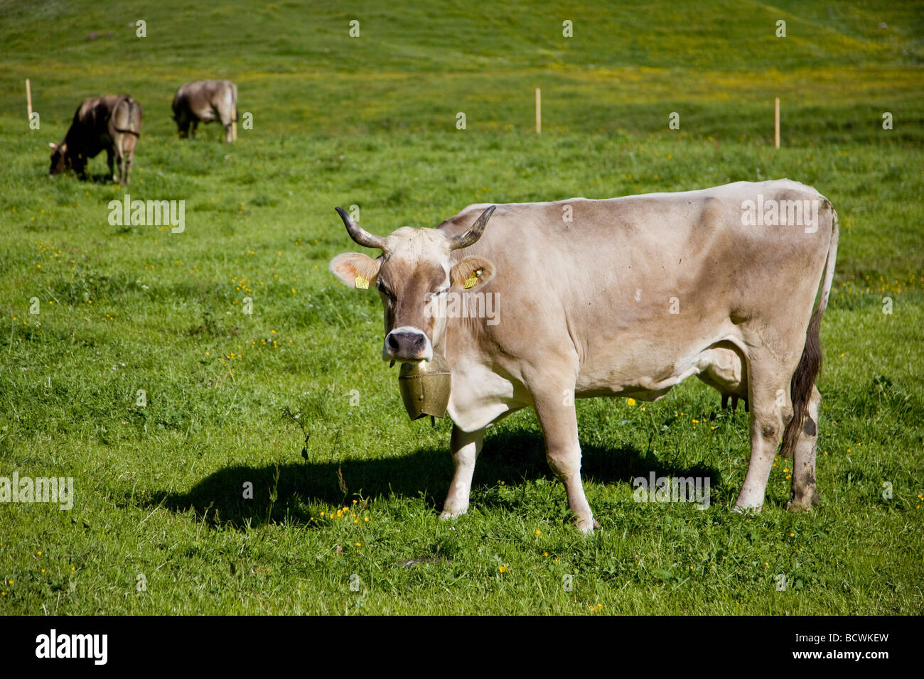 Mucca in alpeggio svizzera degli animali CH Foto Stock