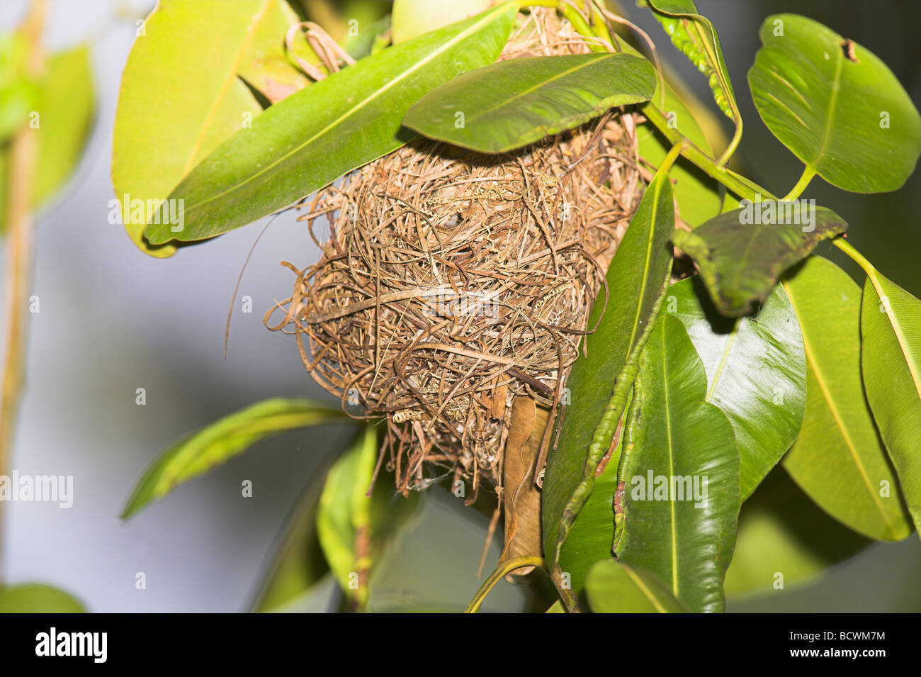 Madagascar Fody Foudia madagascariensis tessuti nido su La Digue, Seychelles in maggio. Foto Stock