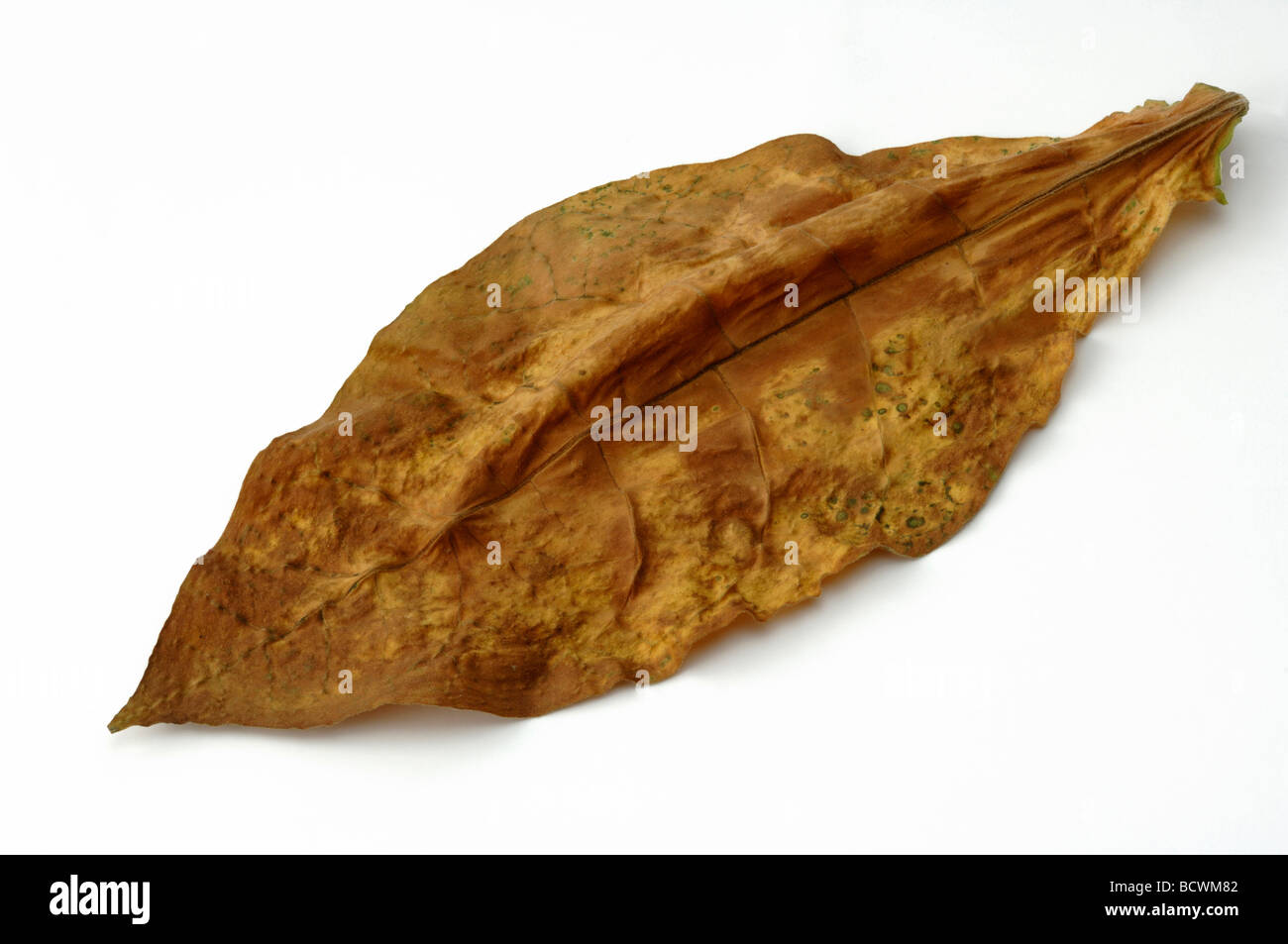 Comune di tabacco (Nicotiana tabacum), foglie secche, studio immagine Foto Stock