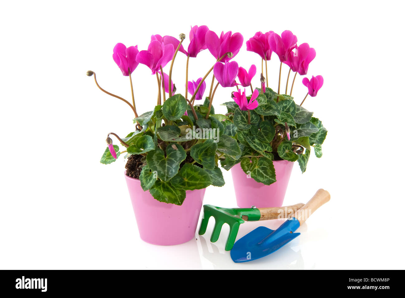 Rosa ciclamino in vaso di fiori con attrezzi da giardino isolato su bianco Foto Stock