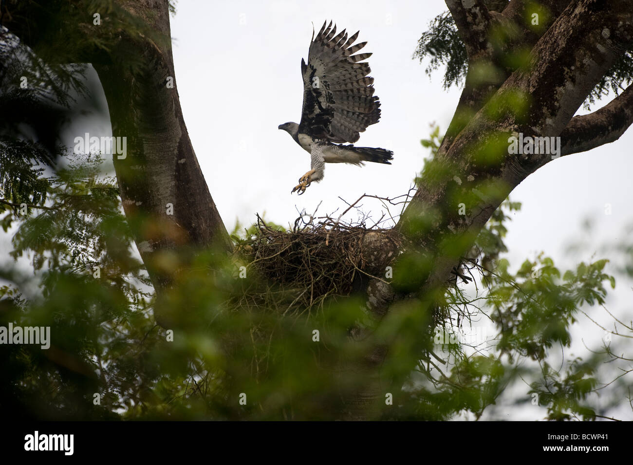 Arpia Aquila Harpia harpyia Brasile Foto Stock