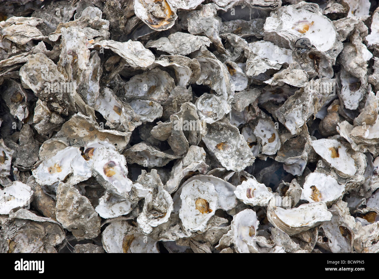 I gusci di ostrica impilati per il reseeding letti. Foto Stock