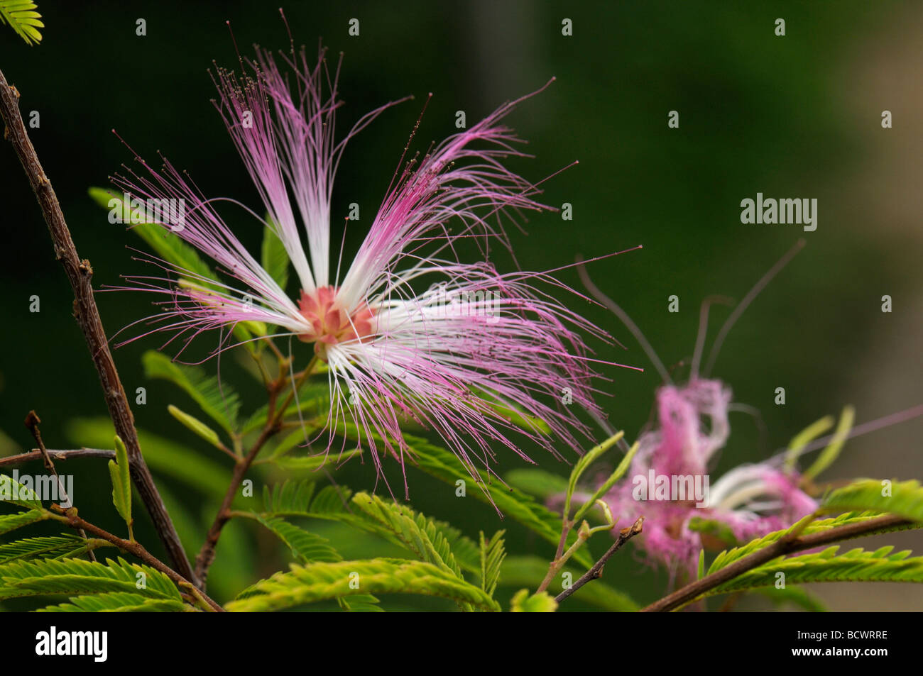 La Mimosa (Mimosaceae), fiori Foto Stock