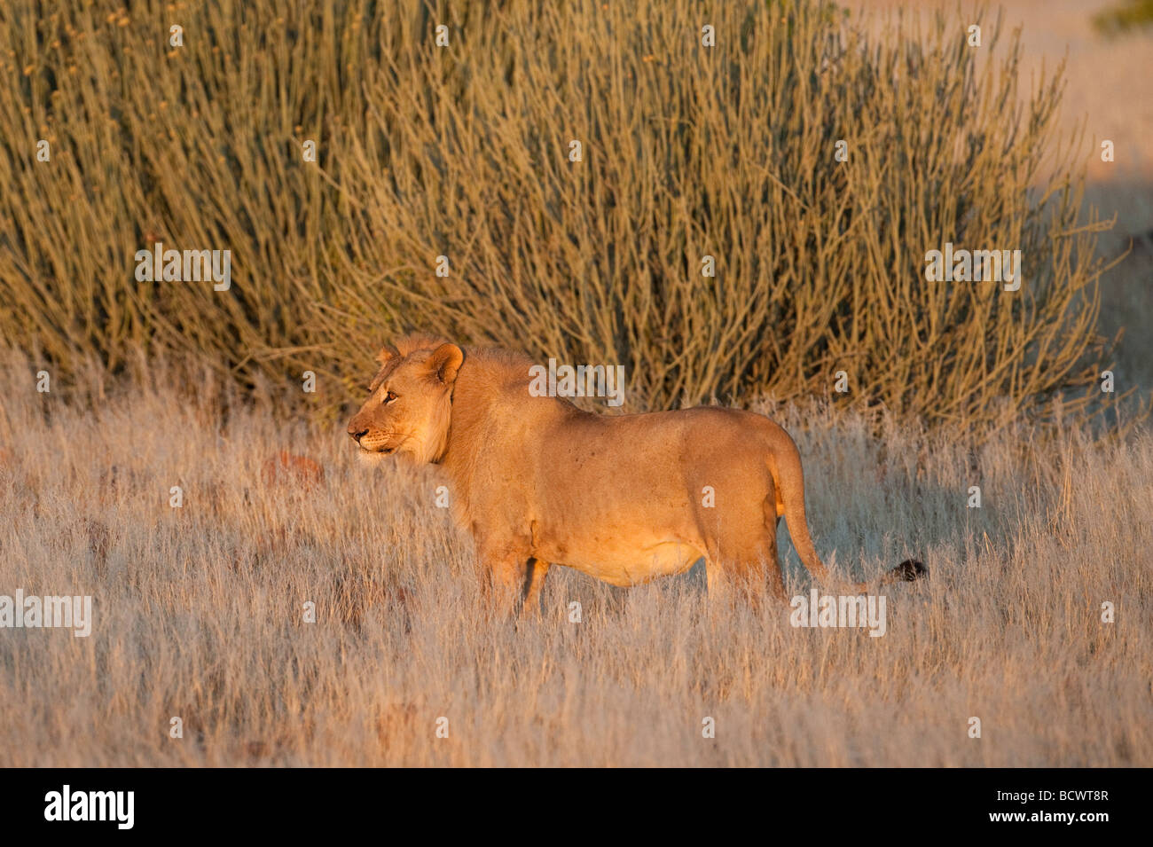 Desert lion Panthera leo a collare radio giovane maschio regione Kunene Namibia Africa Foto Stock