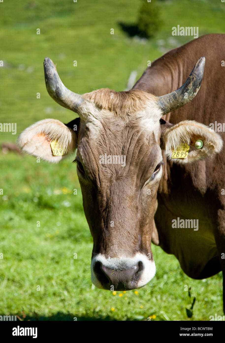 Close up di mucca in alpeggio Foto Stock