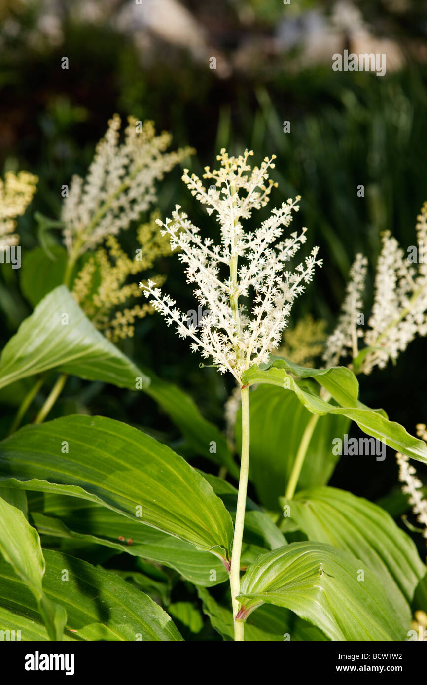 Falso di Salomone sigillo, Vipprams (Maianthemum racemosum) Foto Stock