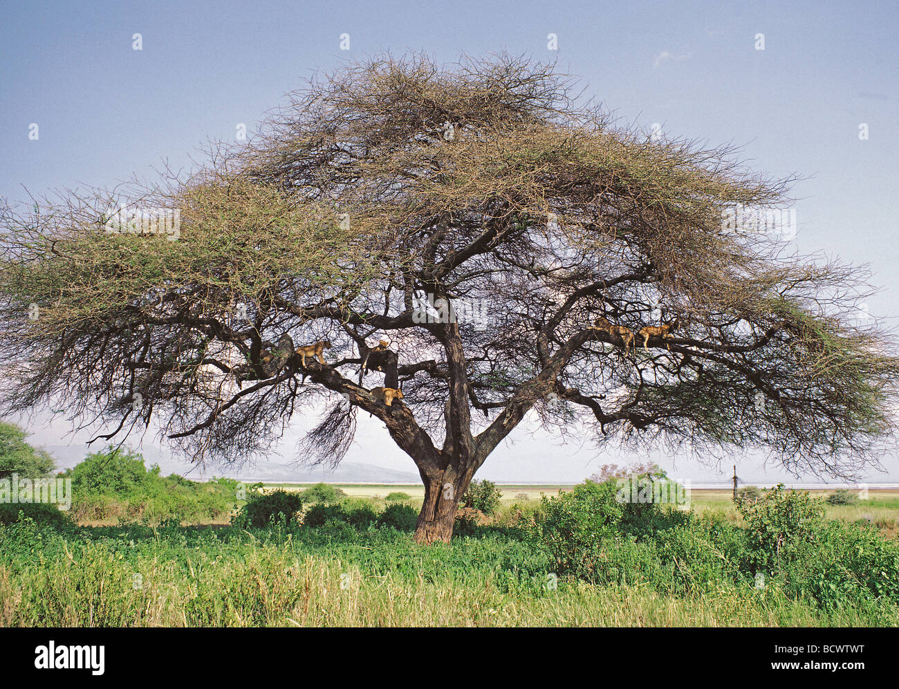 Sei tree climbing i Lions in appoggio sui rami di Acacia tortilis albero in Lake Manyara National Park in Tanzania Africa orientale Foto Stock