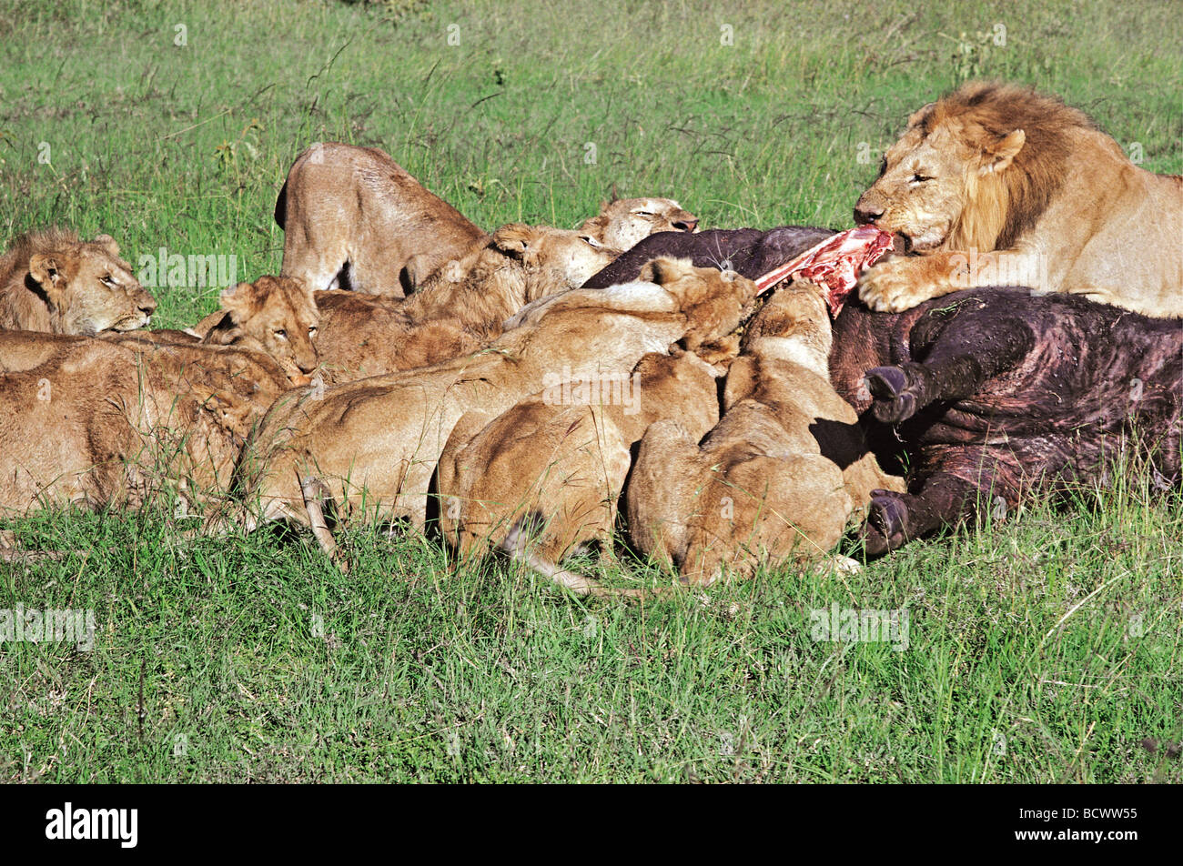 Lion pride alimentazione su Buffalo kill Masai Mara riserva nazionale del Kenya Africa orientale Foto Stock