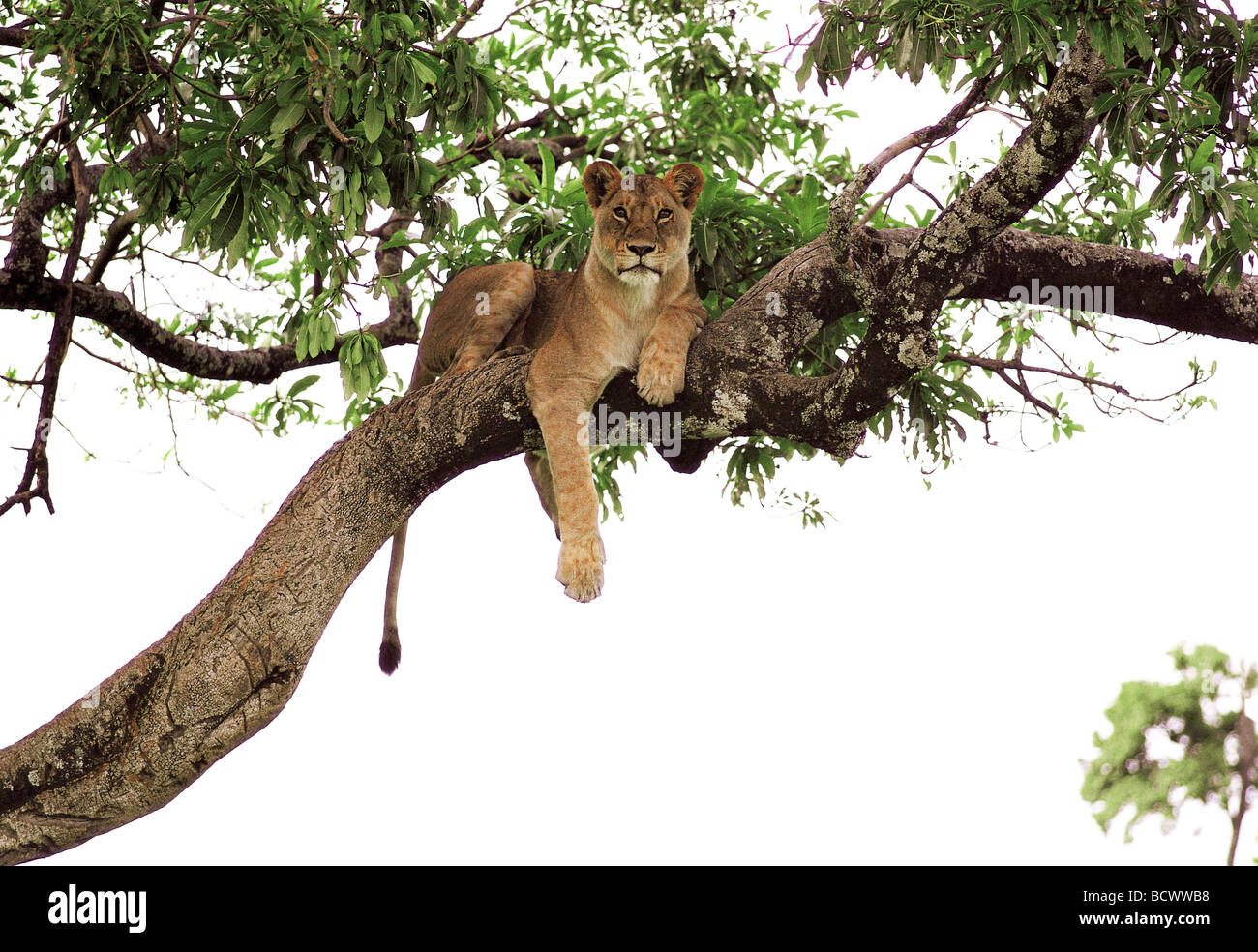 Tree Climbing leonessa in appoggio sul ramo in Fig Tree FICUS Masai Mara riserva nazionale del Kenya Africa orientale Foto Stock