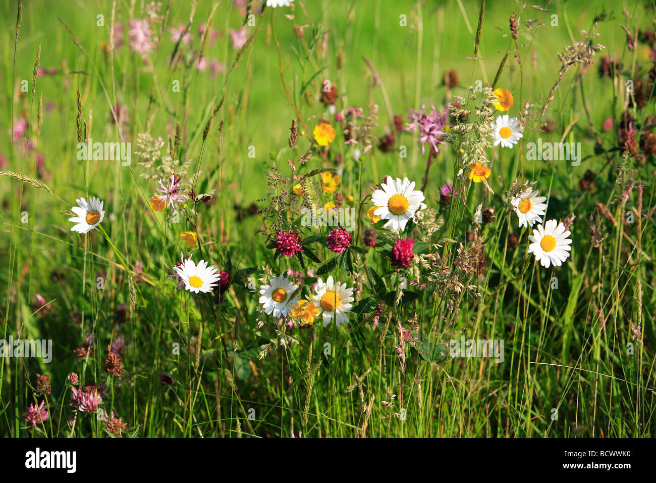 Irlandese prato di fiori selvaggi Foto Stock