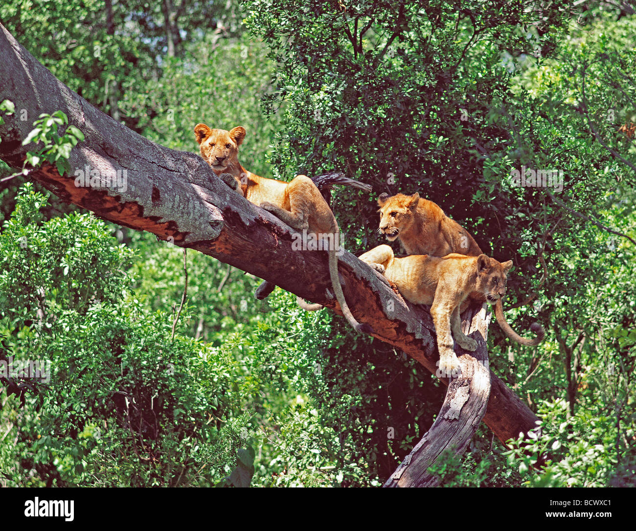 Tre giovani tree climbing Lions su un ramo nella foresta fluviale del fiume di Mara Riserva Nazionale di Masai Mara Kenya Africa orientale Foto Stock