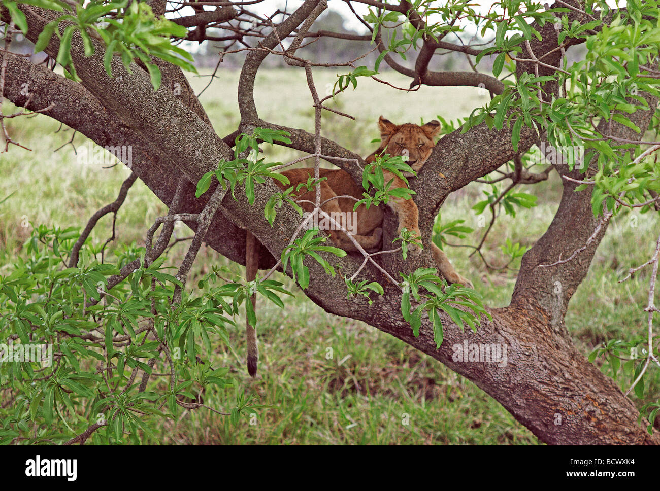 Tree Climbing leoncello leonessa ancora con macchie di dormire sul ramo di fico Masai Mara riserva nazionale del Kenya Africa orientale Foto Stock