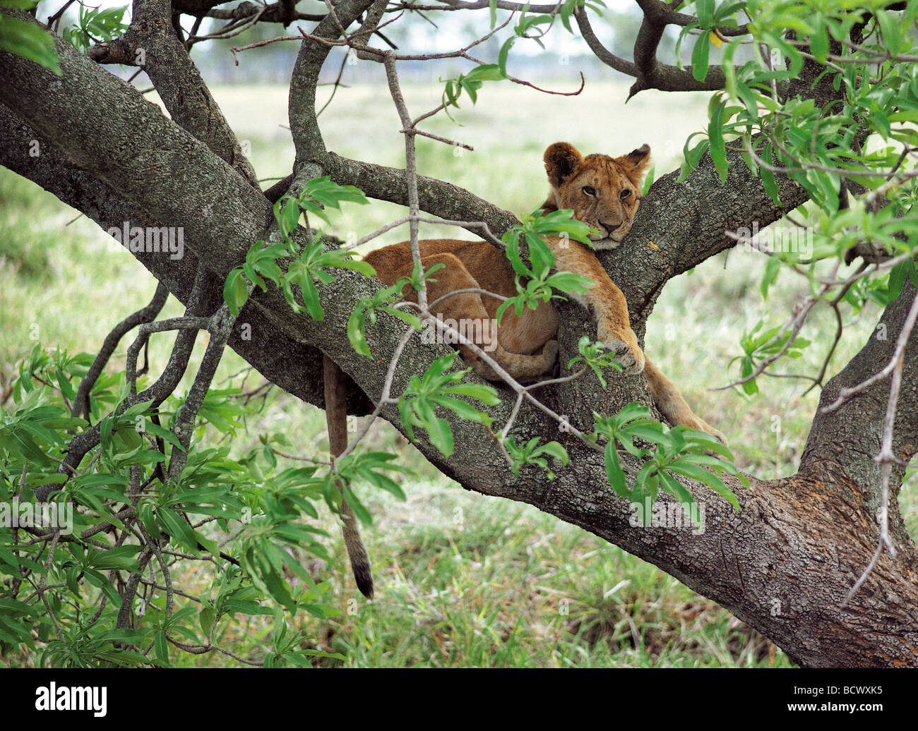 Tree Climbing leoncello leonessa ancora con i punti in appoggio sul ramo di fico Masai Mara riserva nazionale del Kenya Africa orientale Foto Stock