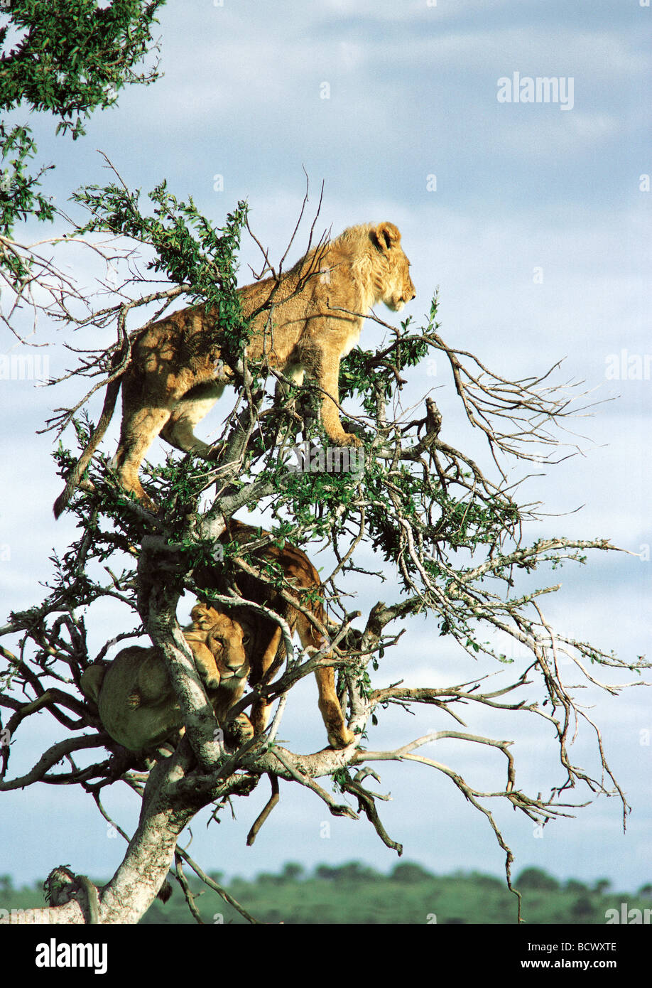 Tre tree climbing lions alta nei rami del vecchio albero balanites Masai Mara riserva nazionale del Kenya Africa orientale Foto Stock