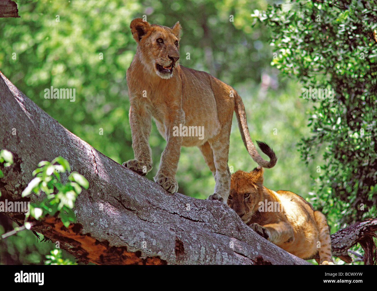 Due giovani tree climbing Lions su un ramo nella foresta fluviale del fiume di Mara Riserva Nazionale di Masai Mara Kenya Africa orientale Foto Stock