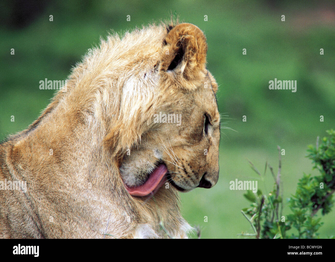 Giovane maschio Lion toelettatura e leccare la pulizia stesso Masai Mara riserva nazionale del Kenya Africa orientale Foto Stock