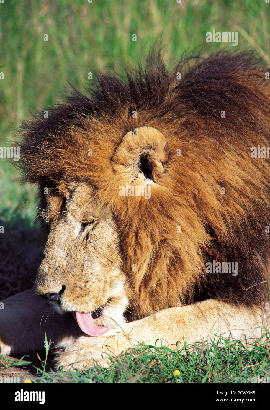 Maschio di leone con belle dark mane pulizia grooming leccare paw Masai Mara riserva nazionale del Kenya Africa orientale Foto Stock