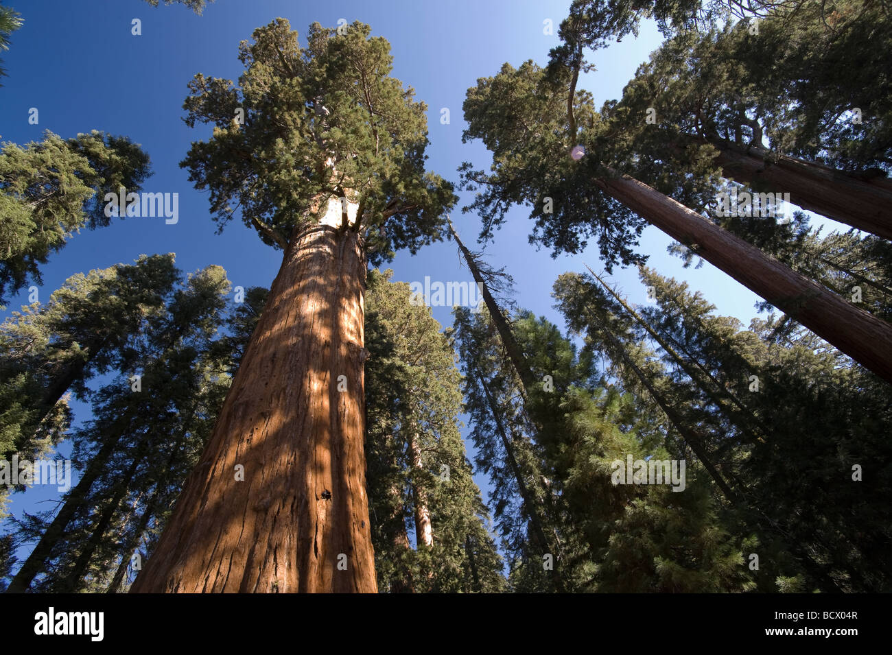 USA California Sequoia National Park General Sherman Tree più grande albero nel mondo Foto Stock