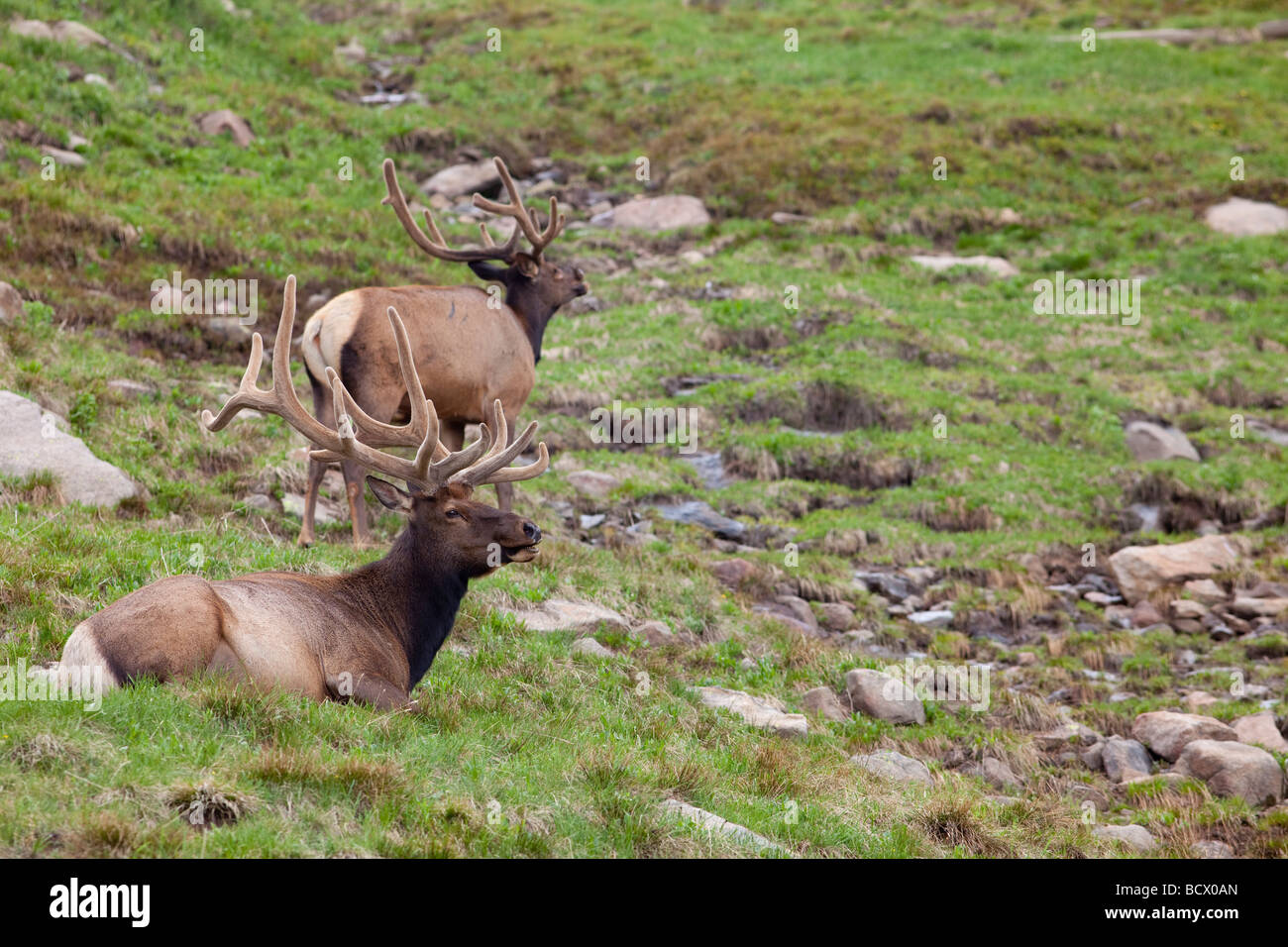 Parco Nazionale delle Montagne Rocciose in Colorado Bull elk con corna ricoperte con il velluto Foto Stock