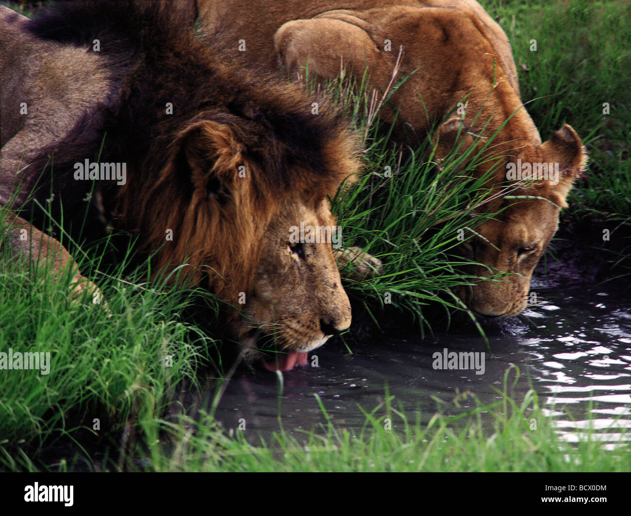 Maschio di leone con buona la criniera e la leonessa a bere dalla piccola piscina Masai Mara riserva nazionale del Kenya Africa orientale Foto Stock