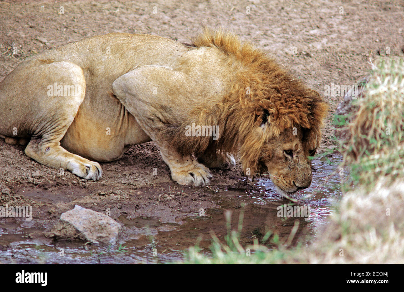 Maschio maturo Lion con molto piena pancia accovacciato ai drink presso la piscina Masai Mara riserva nazionale del Kenya Africa orientale Foto Stock
