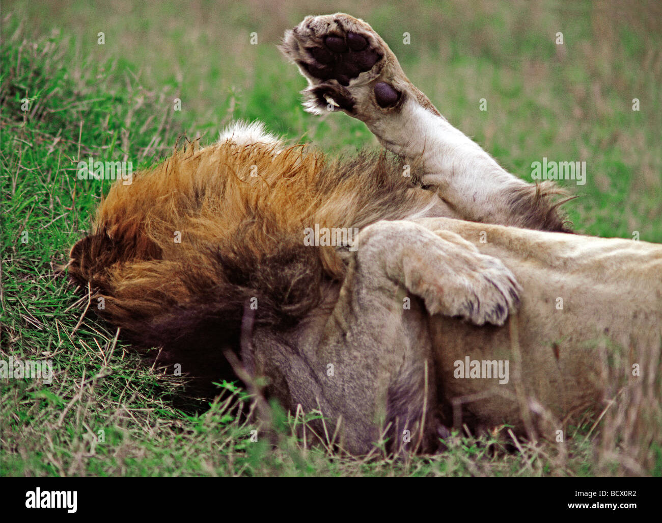 Close up dei maschi di Lion addormentato veloce che mostra zampa anteriore e dewclaw Masai Mara riserva nazionale del Kenya Africa orientale Foto Stock