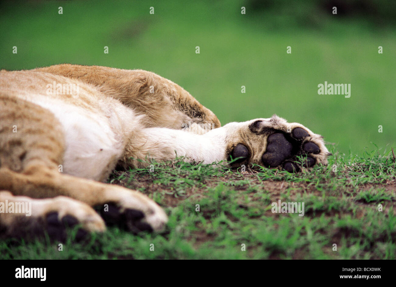 Close up di dormire leonessa mostra pastiglie e zampe Riserva Nazionale di Masai Mara Kenya Africa orientale Foto Stock