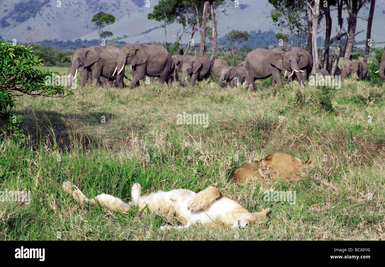 I Lions il riposo e il sonno inconsapevole del branco di elefanti vicino a loro Riserva Nazionale di Masai Mara Kenya Africa orientale Foto Stock