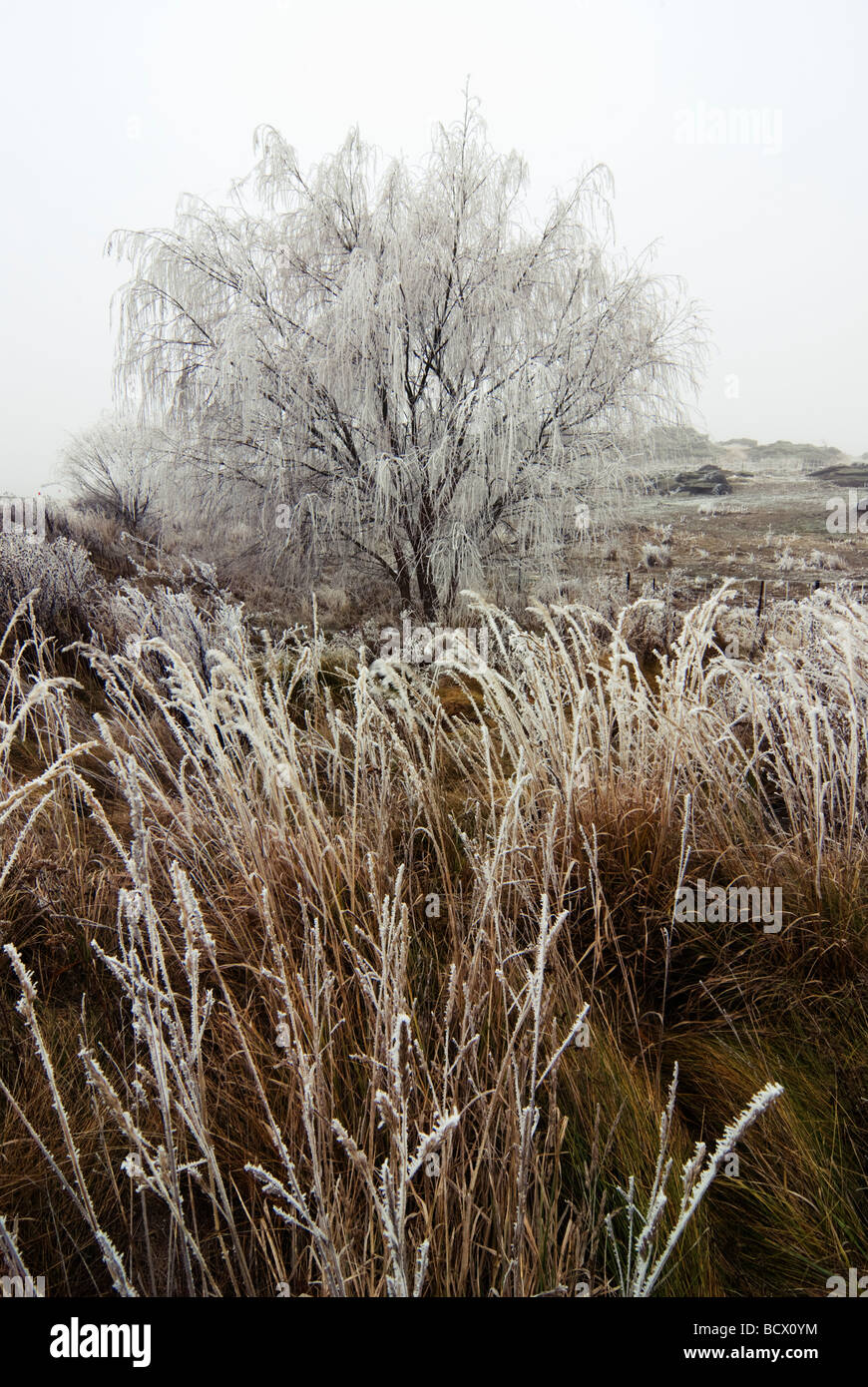 Hoarfrosted tree e erba di Central Otago, Nuova Zelanda Foto Stock