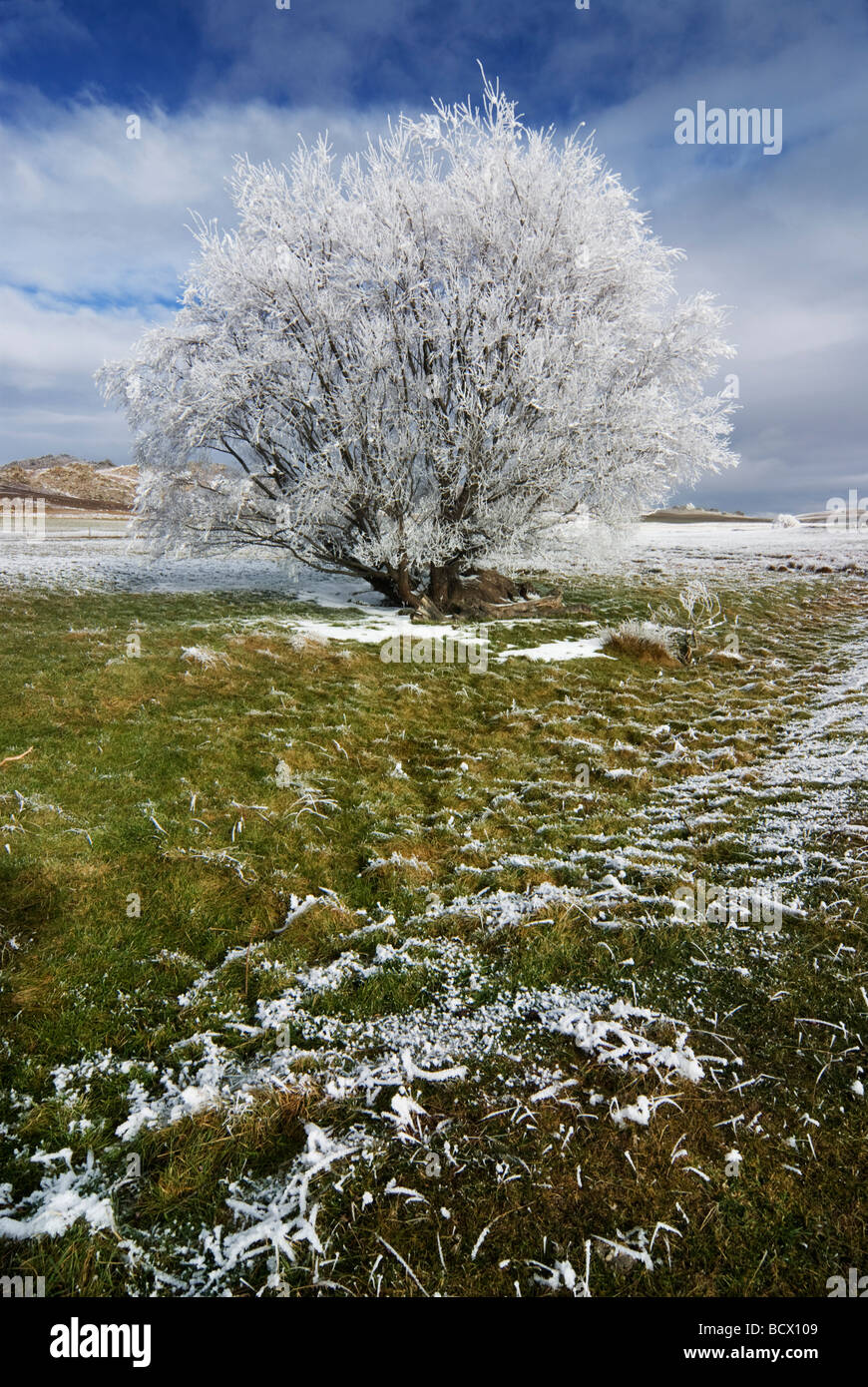 Struttura Hoarfrosted nel campo di Central Otago, Nuova Zelanda Foto Stock