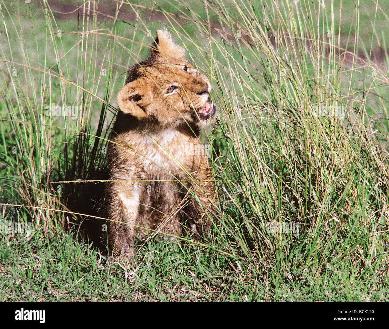 Lion cub circa 2 mesi la riproduzione di masticazione di gambi di erba nella Riserva Nazionale di Masai Mara Kenya Africa orientale Foto Stock