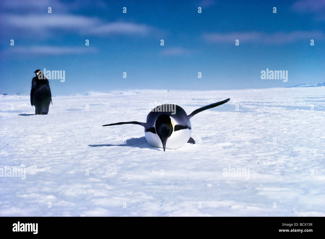 Aptenodytes forsteri Pinguini imperatore oscillare da un lato all'altro durante la camminata scorrere su stomaco quando sono stanchi Ross Ice Shelf Antartide Foto Stock