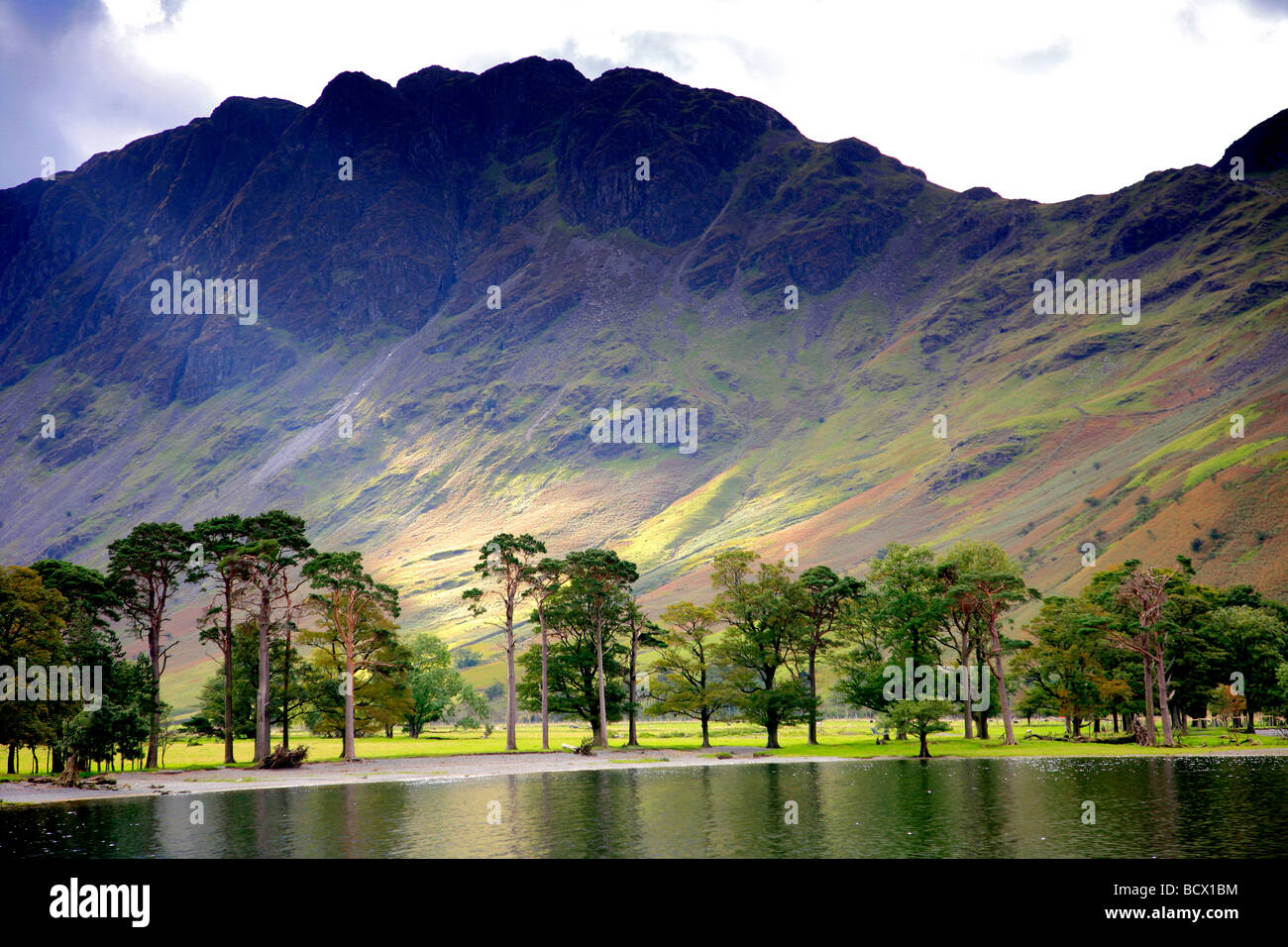 Alberi di pino sulla battigia Buttermere Honnister Pass Parco Nazionale del Distretto dei Laghi Cumbria County Inghilterra REGNO UNITO Foto Stock