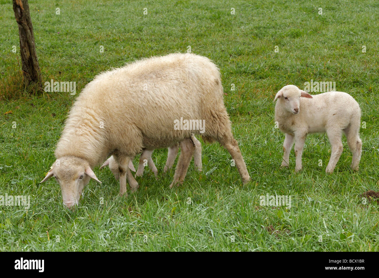 Gli animali domestici delle specie ovina, Waldschaf , Foresta Bavarese pecore (Ovis orientalis aries, Ovis ammon aries). Pecora con due agnelli su un prato Foto Stock