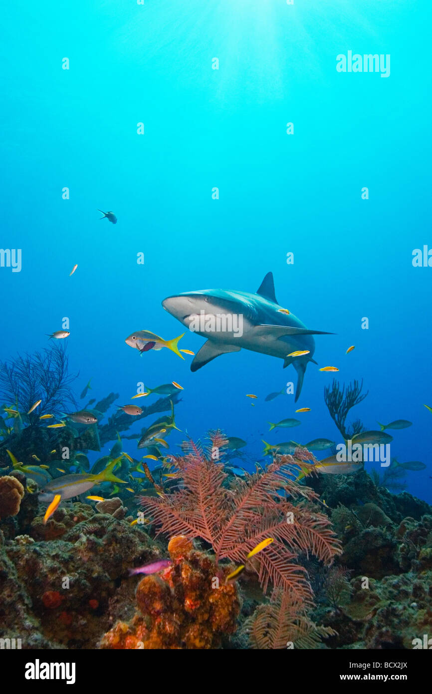 Caribbean Reef Shark Carcharhinus perezi, Mycteroperca bonaci, Grand Bahama, Oceano Atlantico, Bahamas Foto Stock