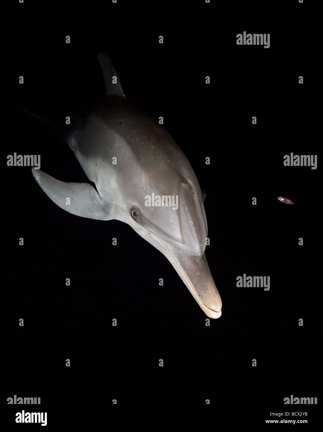 Delfino macchiato atlantico intorno a caccia di luce in barca di notte Stenella frontalis Oceano Atlantico Bahamas Foto Stock