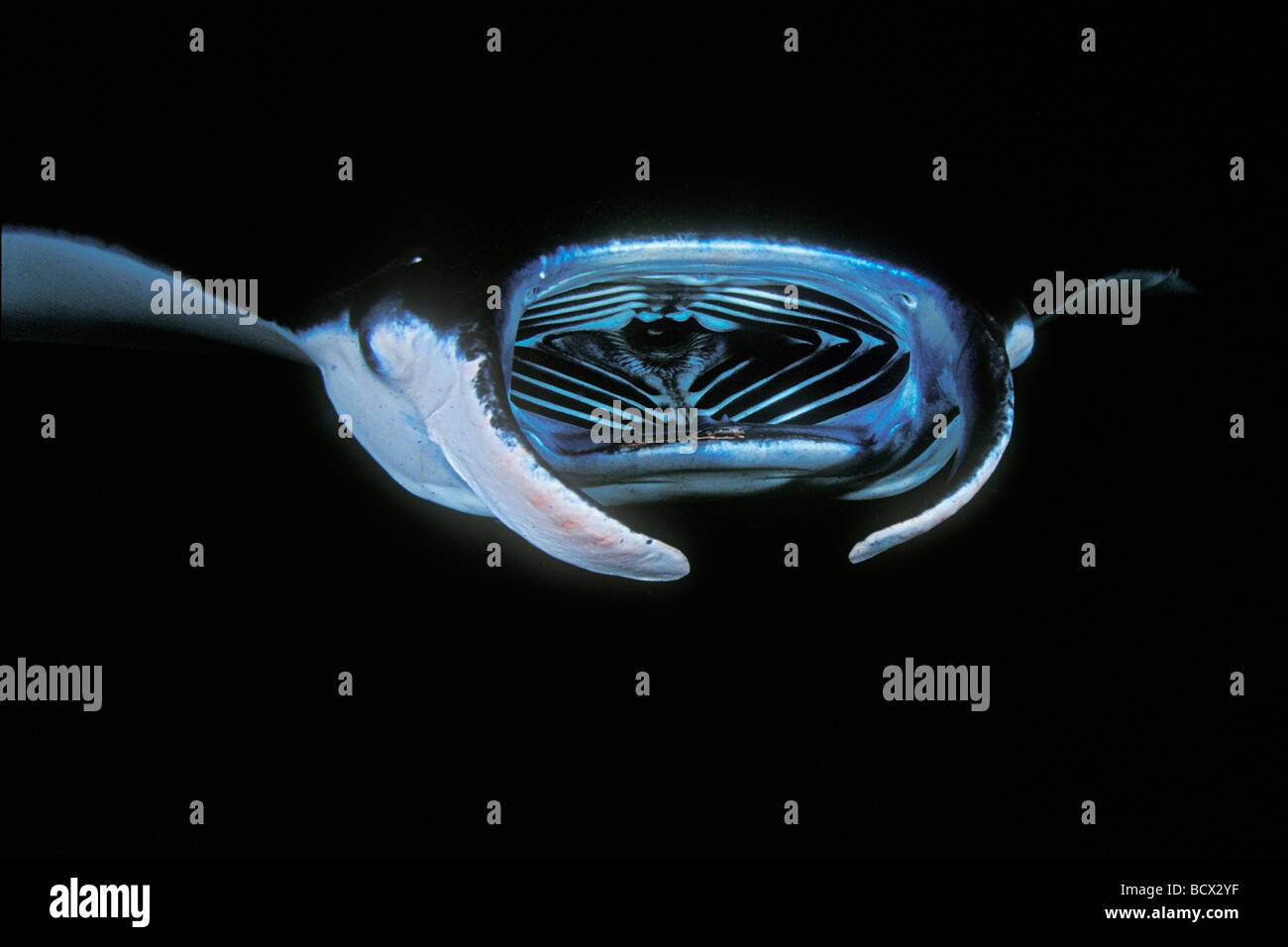 Mante alimentando il plancton di notte, il Manta birostris, Hawaii, USA, Kona, Big Island, Oceano Pacifico Foto Stock