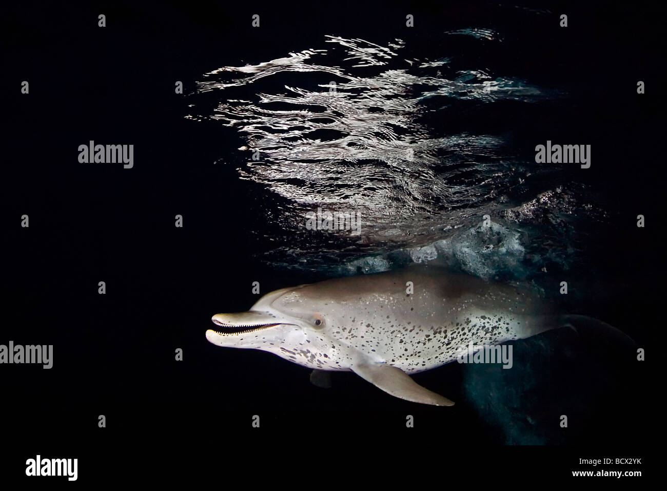 Delfino macchiato atlantico intorno a caccia di luce in barca di notte Stenella frontalis Oceano Atlantico Bahamas Foto Stock