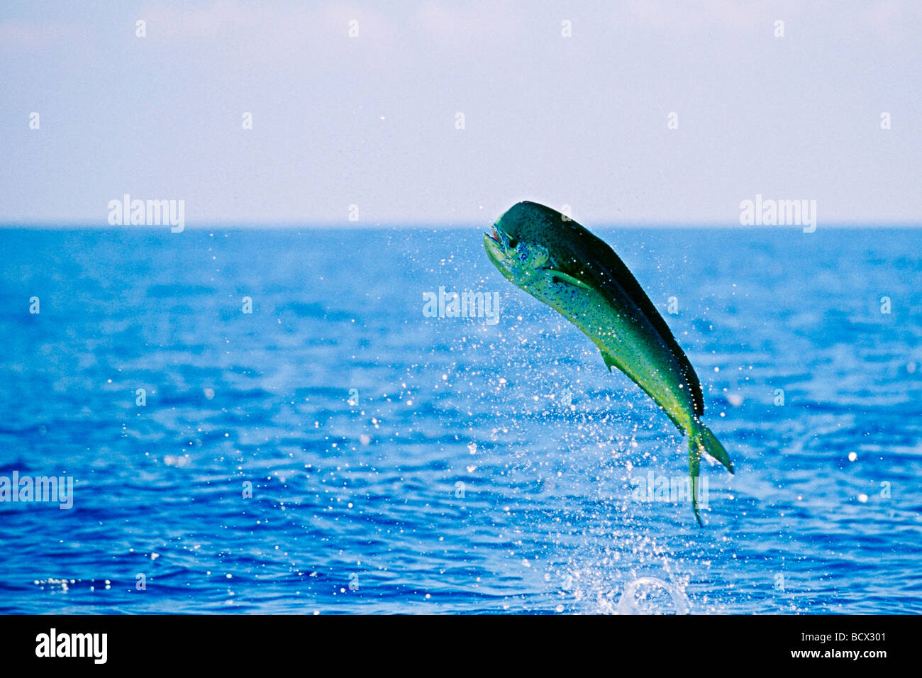 Il mahi mahi, Dolphin pesce o dorado, mucca, Coryphaena hippurus, Hawaii, USA, Kona, Big Island, Oceano Pacifico Foto Stock