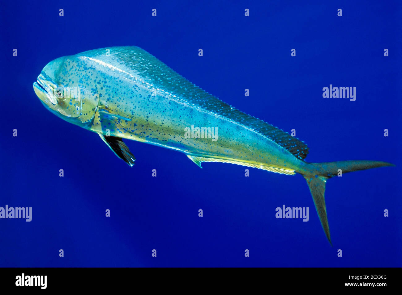 Il mahi mahi, Dolphin pesce o dorado, mucca, Coryphaena hippurus, Hawaii,  USA, Kona, Big Island, Oceano Pacifico Foto stock - Alamy