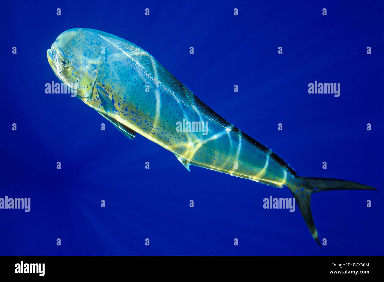 Il mahi mahi, Dolphin pesce o dorado, mucca, Coryphaena hippurus, Hawaii, USA, Kona, Big Island, Oceano Pacifico Foto Stock